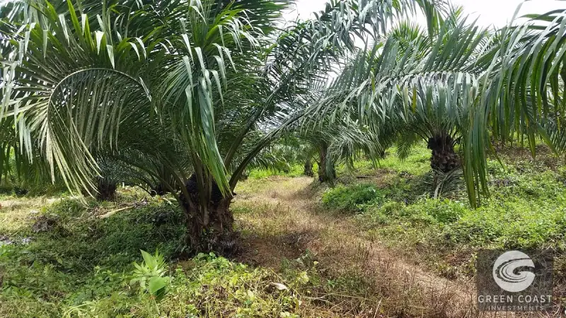 98-Hectare Producing Palm Farm with Ocean Views & Owner's Cabin in Osa Peninsula — view 48, Palmar, Osa, Costa Rica