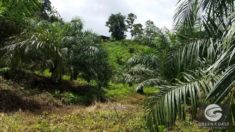 98-Hectare Producing Palm Farm with Ocean Views & Owner's Cabin in Osa Peninsula — view 49, Palmar, Osa, Costa Rica