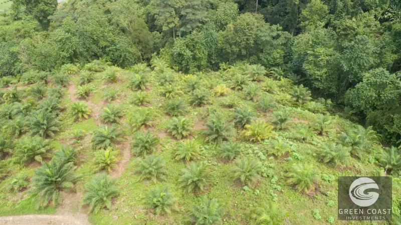 98-Hectare Producing Palm Farm with Ocean Views & Owner's Cabin in Osa Peninsula — view 53, Palmar, Osa, Costa Rica