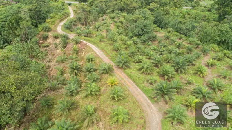 98-Hectare Producing Palm Farm with Ocean Views & Owner's Cabin in Osa Peninsula — view 54, Palmar, Osa, Costa Rica