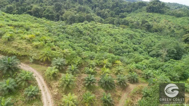 98-Hectare Producing Palm Farm with Ocean Views & Owner's Cabin in Osa Peninsula — view 55, Palmar, Osa, Costa Rica