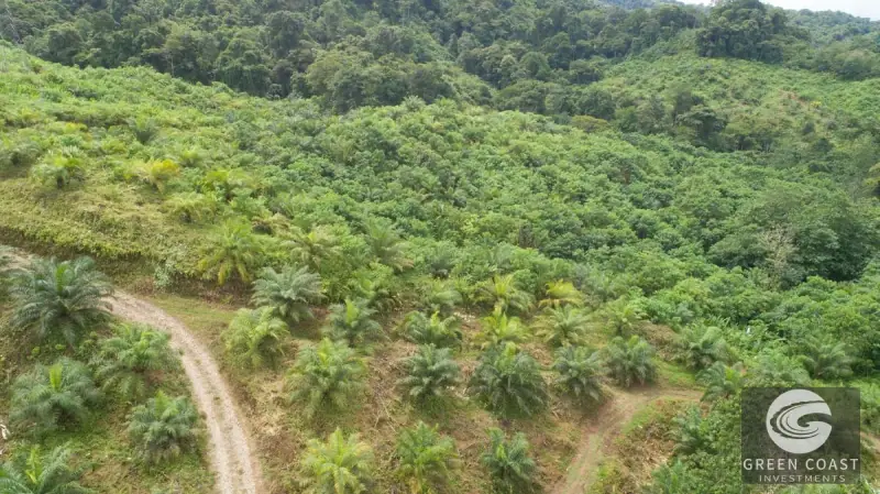 98-Hectare Producing Palm Farm with Ocean Views & Owner's Cabin in Osa Peninsula — view 56, Palmar, Osa, Costa Rica