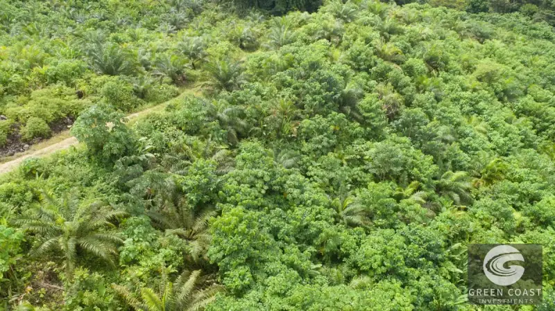 98-Hectare Producing Palm Farm with Ocean Views & Owner's Cabin in Osa Peninsula — view 57, Palmar, Osa, Costa Rica