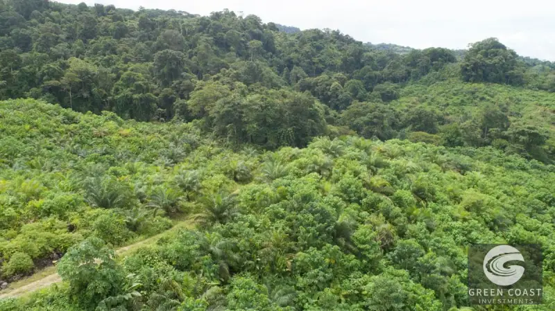 98-Hectare Producing Palm Farm with Ocean Views & Owner's Cabin in Osa Peninsula — view 59, Palmar, Osa, Costa Rica