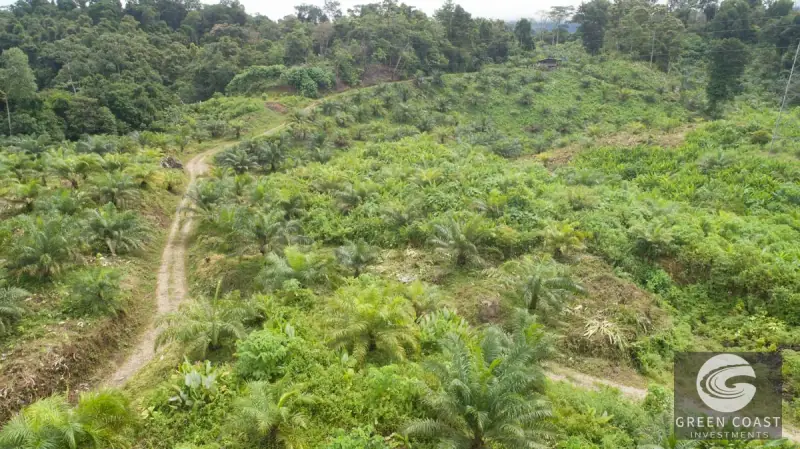 98-Hectare Producing Palm Farm with Ocean Views & Owner's Cabin in Osa Peninsula — view 60, Palmar, Osa, Costa Rica