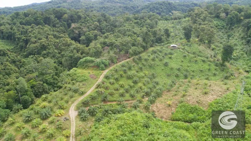 98-Hectare Producing Palm Farm with Ocean Views & Owner's Cabin in Osa Peninsula — view 61, Palmar, Osa, Costa Rica