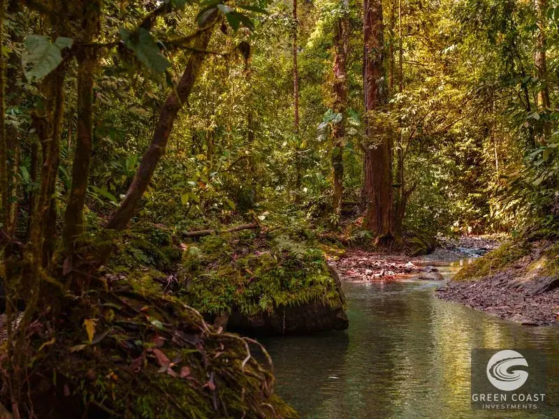 46-Acre Rainforest & River Sanctuary in Golfito's Biodiverse Biological Corridor — view 7, La Gamba, Golfito, Costa Rica