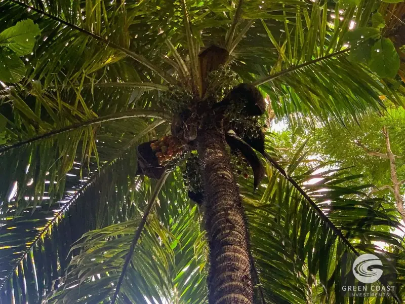 47-Acre Ocean View Farm in Ojochal with Natural Springs, River, and Fruit Orchards — view 37, Ojochal, Costa Rica