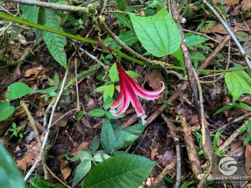 47-Acre Ocean View Farm in Ojochal with Natural Springs, River, and Fruit Orchards — view 42, Ojochal, Costa Rica