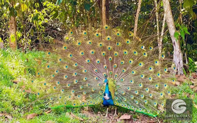 San Isidro Riverfront Farm: 30 Acres with 6 Private Lakes, Springs & Rustic Furnished Home — view 49, Perez Zeledon, Costa Rica