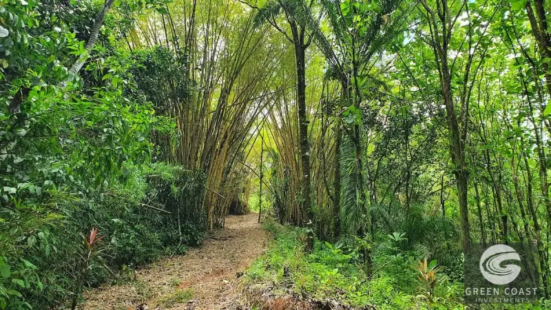 267-Acre Ocean View Paradise with Waterfalls & Commercial Hardwoods in Dominical — view 30, Dominical, Costa Rica