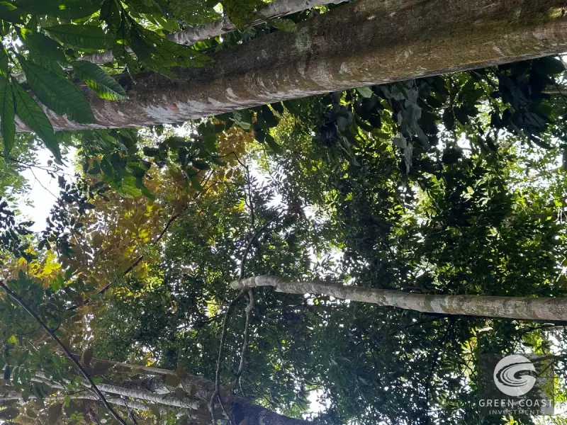Prime 45-Hectare Development Land with Luxury Views Near Future Southern Costa Rica Airport — view 42, Palmar, Osa, Costa Rica