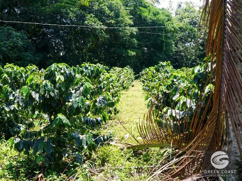 Historic 15-Hectare Organic Coffee Estate & Micro-Mill with Mountain Views in Pérez Zeledón — view 2, Cajón, Perez Zeledon, Costa Rica
