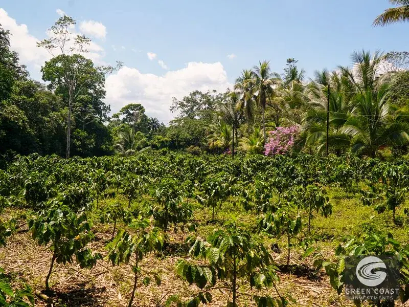 Historic 15-Hectare Organic Coffee Estate & Micro-Mill with Mountain Views in Pérez Zeledón — view 16, Cajón, Perez Zeledon, Costa Rica