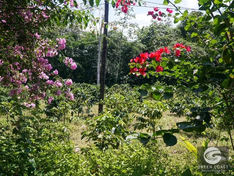 Historic 15-Hectare Organic Coffee Estate & Micro-Mill with Mountain Views in Pérez Zeledón — view 18, Cajón, Perez Zeledon, Costa Rica