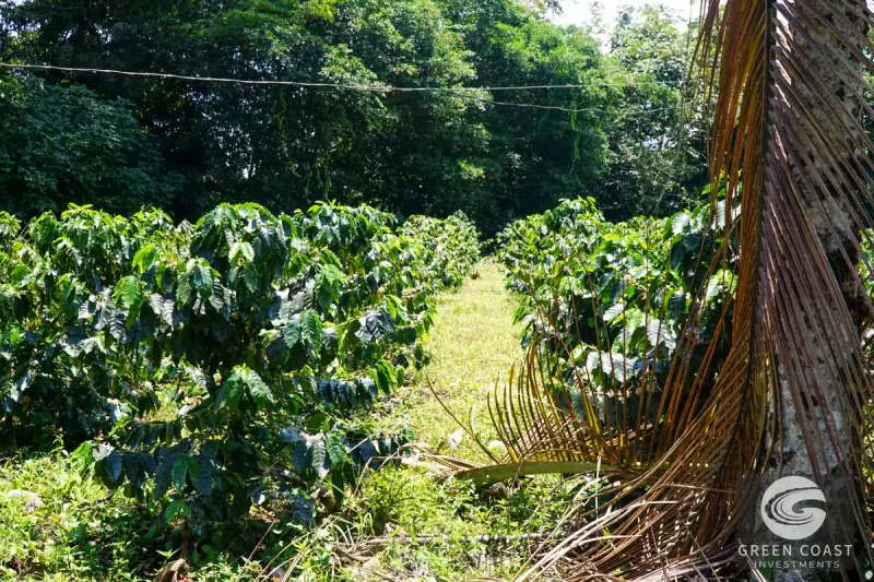 Historic 15-Hectare Organic Coffee Estate & Micro-Mill with Mountain Views in Pérez Zeledón — view 36, Cajón, Perez Zeledon, Costa Rica