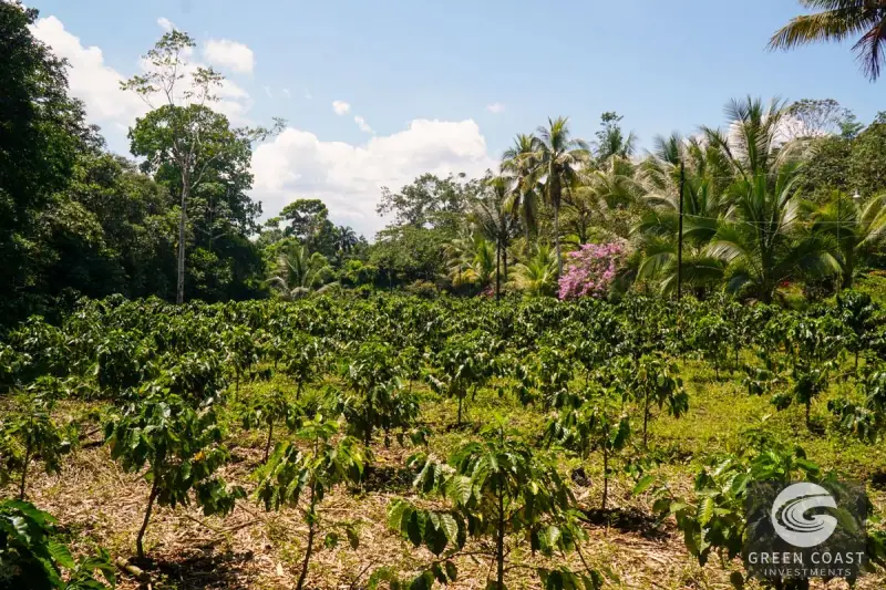 Historic 15-Hectare Organic Coffee Estate & Micro-Mill with Mountain Views in Pérez Zeledón — view 50, Cajón, Perez Zeledon, Costa Rica
