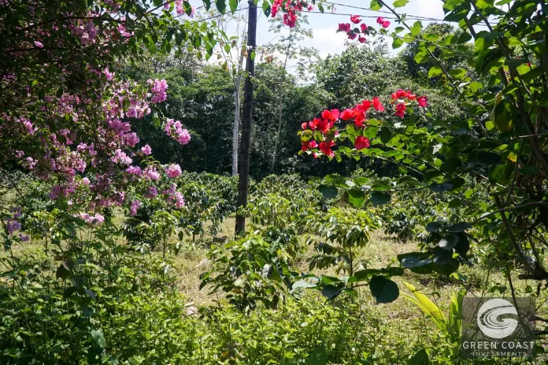 Historic 15-Hectare Organic Coffee Estate & Micro-Mill with Mountain Views in Pérez Zeledón — view 52, Cajón, Perez Zeledon, Costa Rica