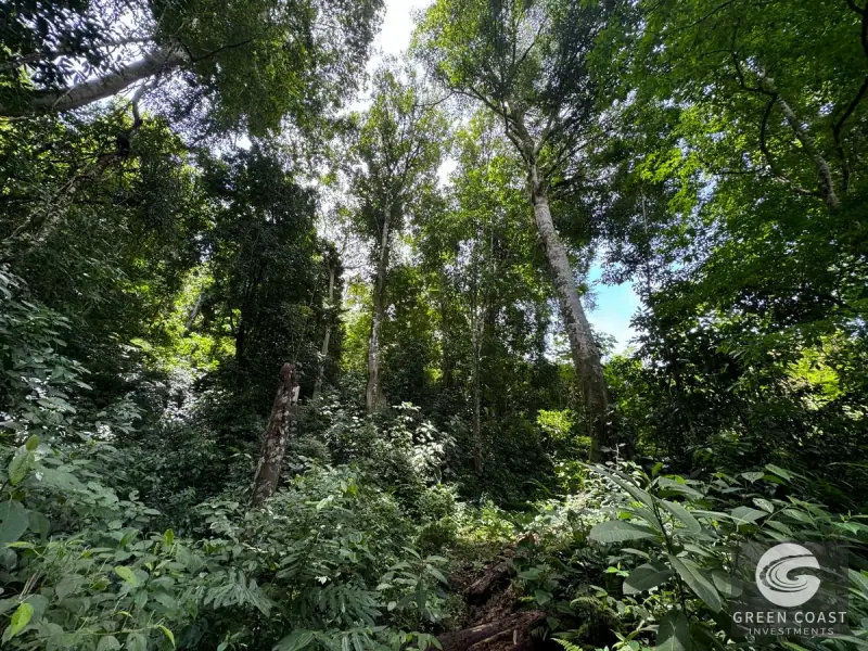 165-Acre Dominical Ocean-View Farm with Natural Springs, Waterfalls, and Riverfront — view 57, Dominical, Osa, Costa Rica
