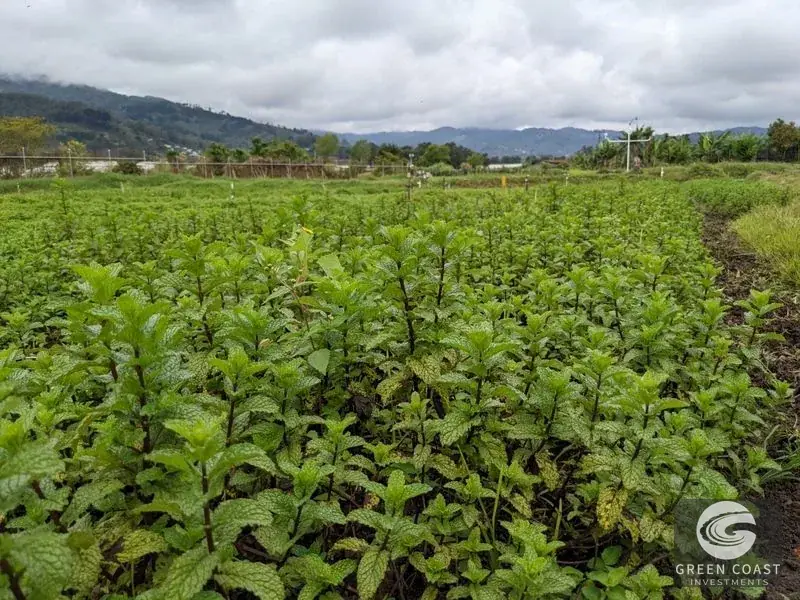 Prime Development Land & Farm Near New Cartago Hospital — view 15, El Tejar, El Tejar, Costa Rica