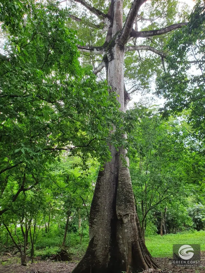 Prime 105-Acre Pavones Beachfront Development Land with Legendary Surf Views — view 34, Pavón, Golfito, Costa Rica