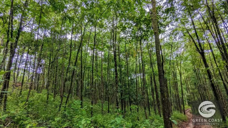 24-Hectare Eco-Estate Near Dominical Beach with Private 80m Waterfall & River Access — view 34, Baru, Perez Zeledon, Costa Rica